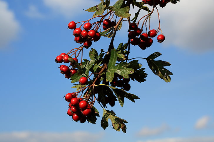 hawthorn, berries, red, berry red, fruits, sky, bush