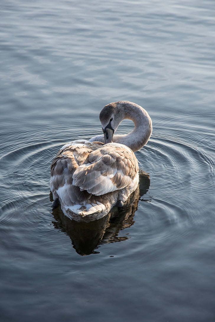 swan, sea, nature, water, lake, bird, white