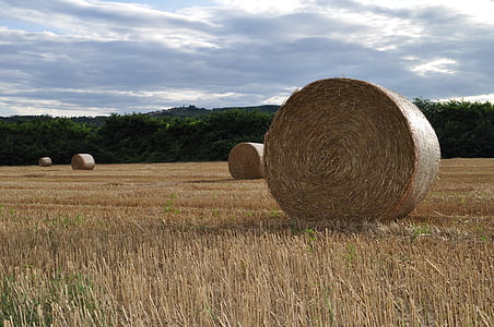 hay, straw, straw bales, agriculture, meadow, field, mow