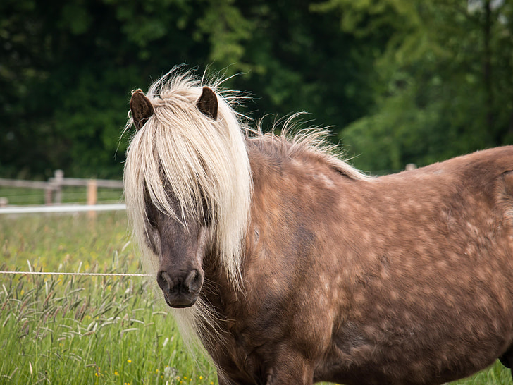hest, Stallion, mane, Blond, brun, nysgjerrig, gården