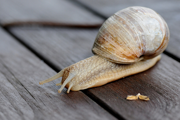 snail, shell, slowly, mollusk, nature