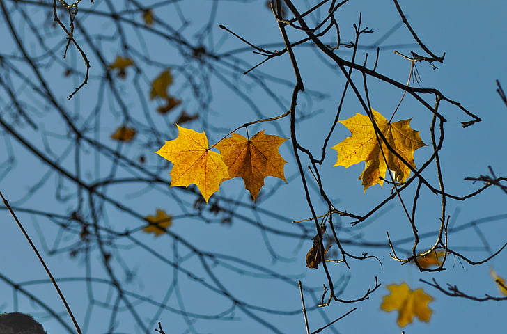 brown, maple, leaves, nature, trees, branches, sky