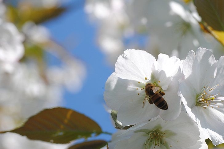 bičių, vyšnių žiedai, bičių, nektaras, gėlė, Gamta, žiedų