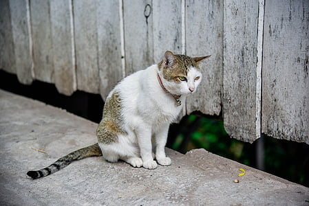 kedi, Tapınak kedi, şirin, kalıcı, Petite