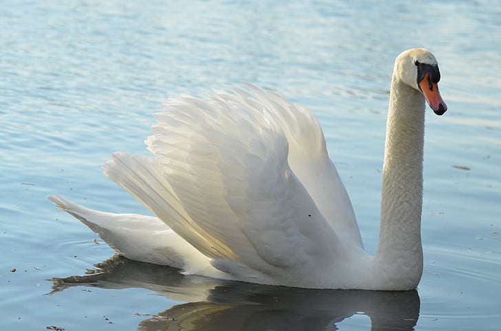 Swan, dammen, hvit, dyr, natur, fuglen, vann