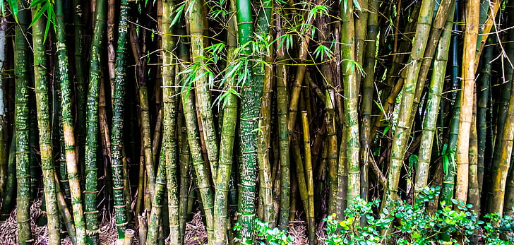 bambú, bosque, Hawaii, naturaleza, plantas