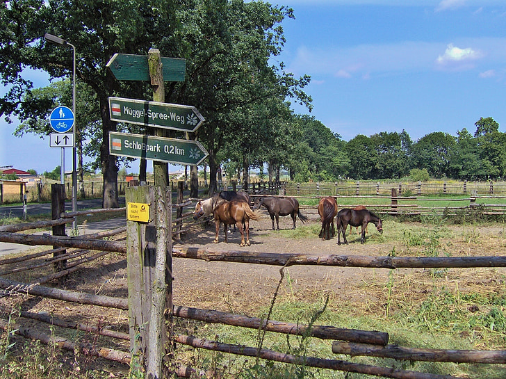 horses, paddock, graze, nature, landscape, sky blue, directory