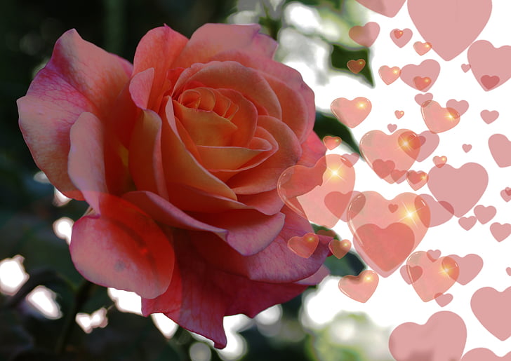 Hoa hồng, trái tim, Yêu, may mắn, tóm tắt, mối quan hệ, thực vật