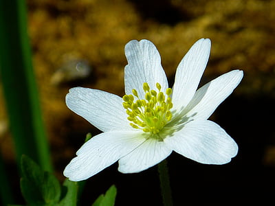 Вуд anemone, Весна, цветок, Блоссом, Блум, Белый, Ветреница