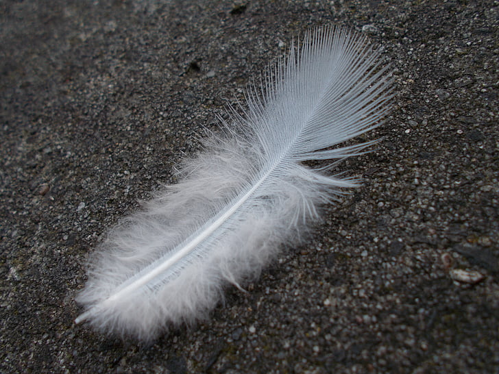 feather, white, bird