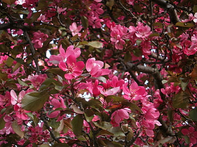 bunga, merah muda, kelopak, musim semi, alam, Taman, Blossom