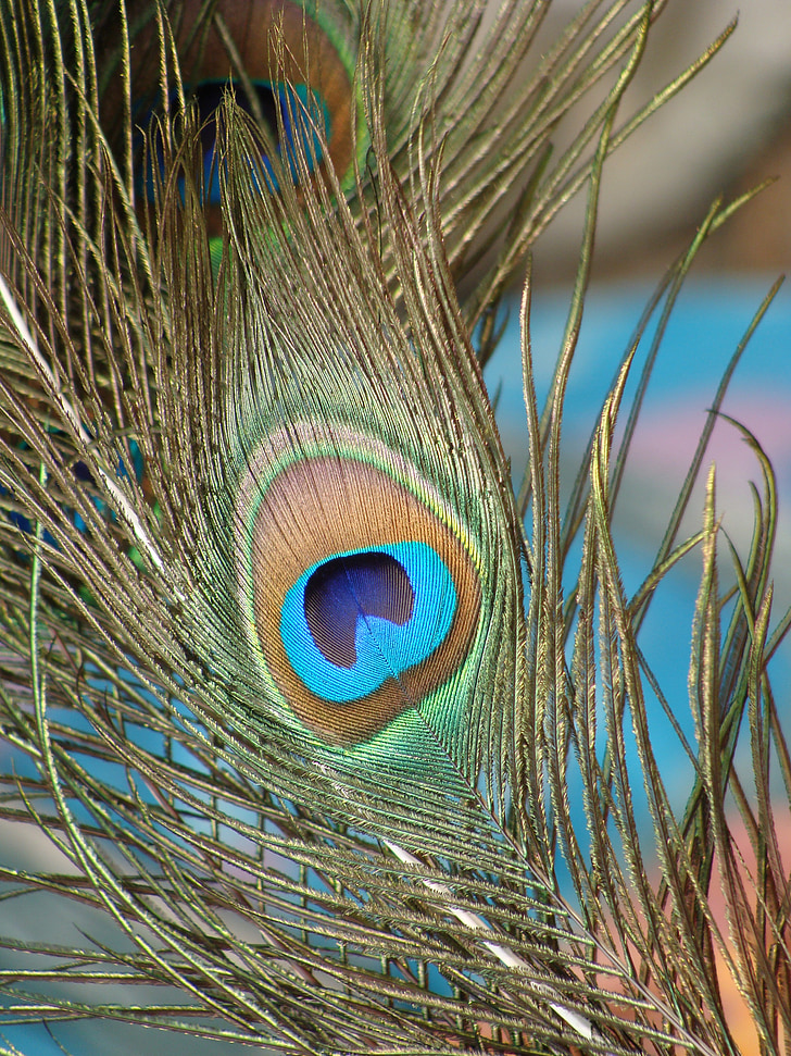 peacock, feather, nature