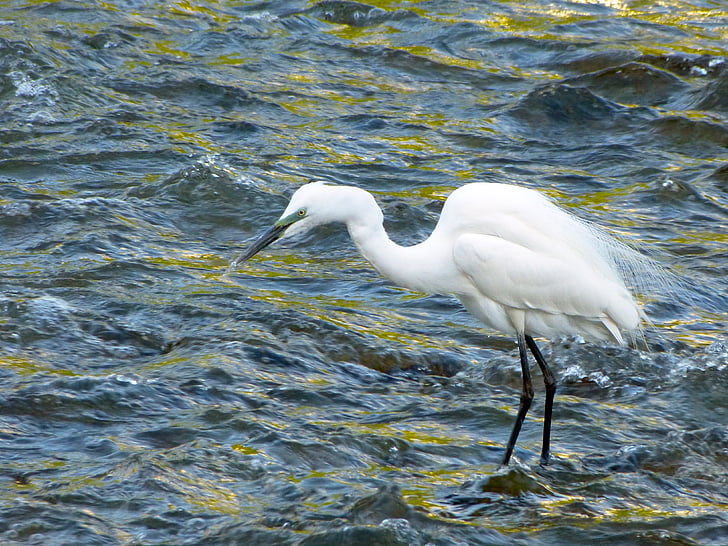 snowy egret, Garzetta, uccello, fauna selvatica, uccello acquatico, fiume, natura