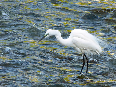 snowy egret, egret, bird, wildlife, water bird, river, nature