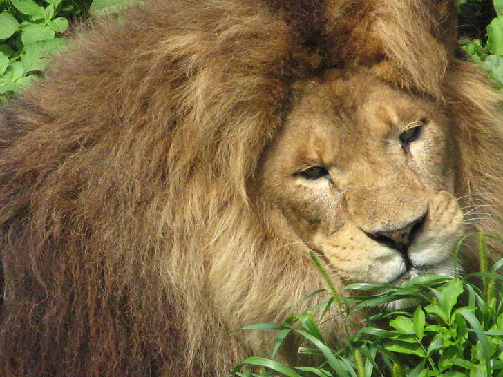lion, cat, feline, male, wildlife, nature, carnivore