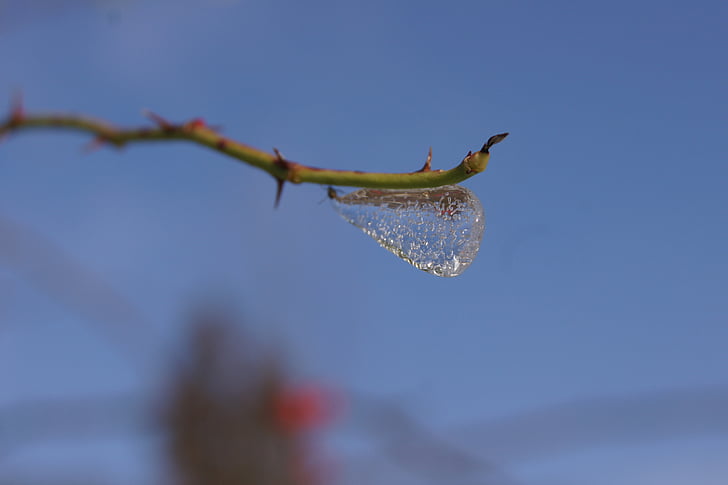 ice, branch, cold