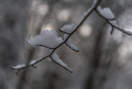 branca, neu, l'hivern, arbre, fred, cobert de neu, bosc