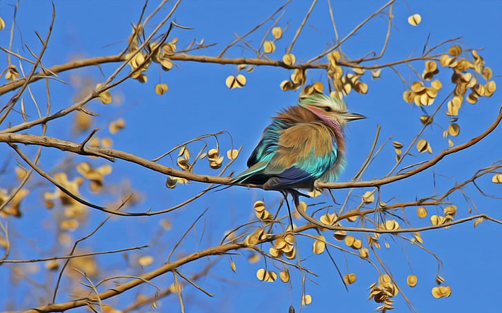 nuotrauka, rudos spalvos, žalia, žalsvai mėlyna, gyvūnų, paukštis, Songbird