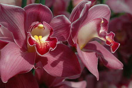 orquídea, flor, flor, vermelho, Orchidaceae, Cingapura