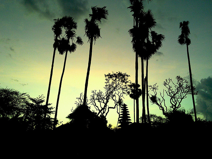 Bali, silviu beach, palmier