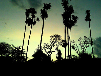 Bali, plage de Saba, palmier