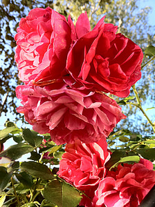 Rosa escalada, color de rosa, jardín, planta, flores, verano, relleno