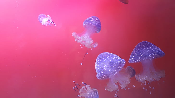 medusas, naturaleza, acuario