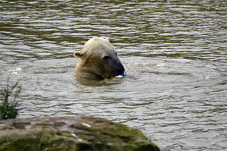 polar bear, white, bear, polar, mammal, animal, wildlife