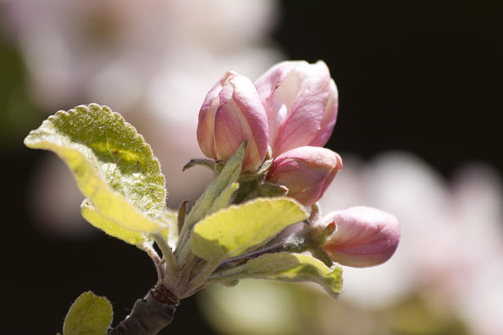 äppelblom, Bloom, blommor, knopp, våren, Lenz, en
