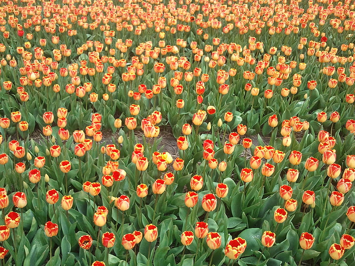 Tulip, Тюльпани, лампа, Нідерланди, Голландія, Весна, Природа