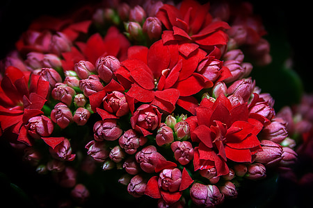 Kalanchoe, horiace käthchen, červená, plechu skleníkových, mäsitý, rastlín, Crassulaceae