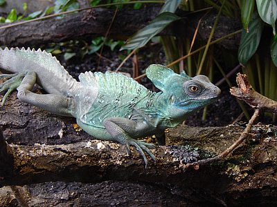zoo, animal, colors, lizard, reptile, nature, iguana
