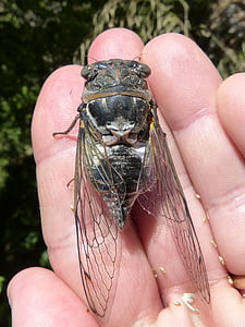 cicade, Ik cicádido, rivierkreeft, zomer cri-cri, insect, detail, hand