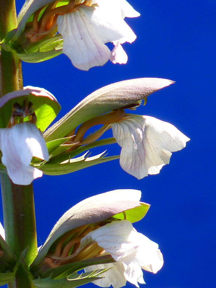 bärenklau Bałkanów, roślina, Bloom, biały, Acanthus, Acanthus hungaricus, Acanthaceae