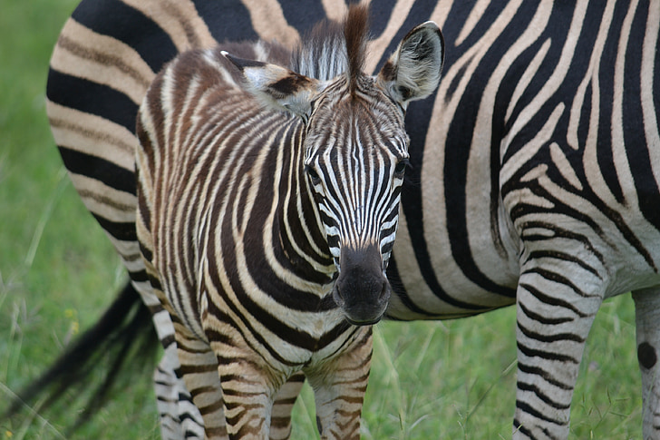 Zebra, žrebe, Afrika, prosto živeče živali, sesalec, divje, mladi