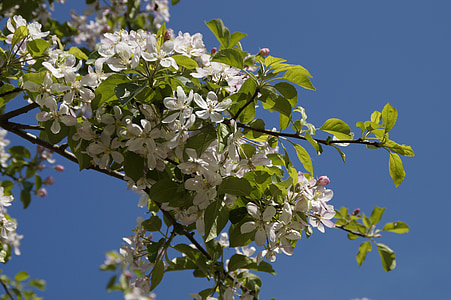 Apple blossom, Omenapuu, Blossom, Bloom, valkoinen, kevään, kukat