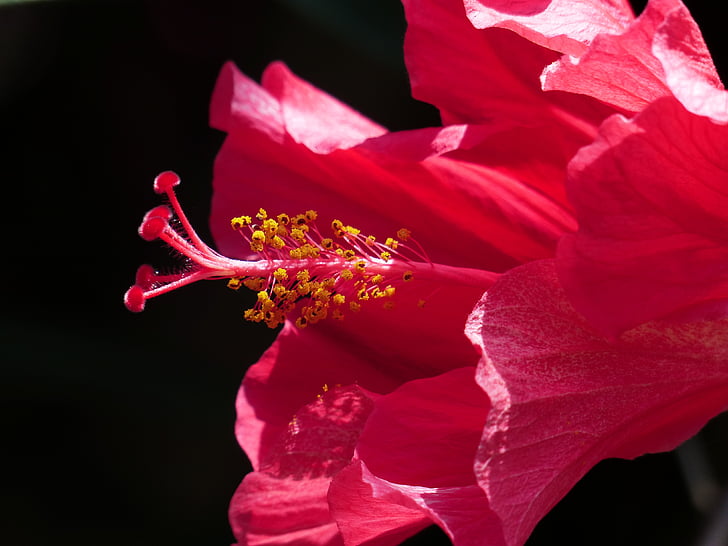 flor de hibisco, sello, polen, flor, floración, Hibiscus, flor