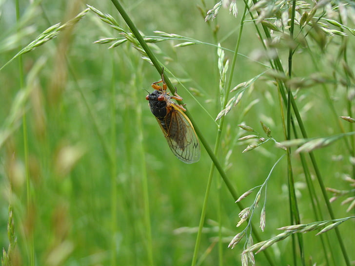 Magicicada, tijdschrift cicada, cicade, 17 jaar, zeventien jaar, gras, insect