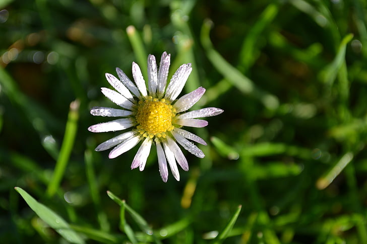Daisy, fleurs, blanc, herbe, automne, nature, fleurs blanches