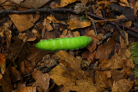 Caterpillar, inseto, verde, entomologia, contraste, natureza