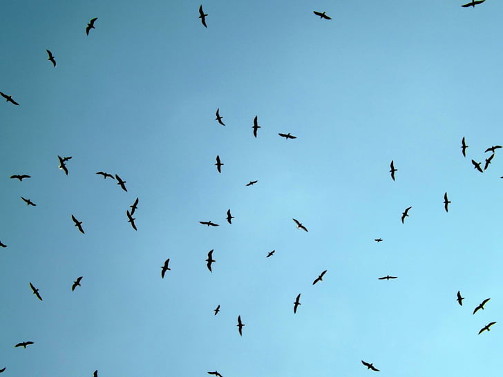 Gavina, ocells, vol, volant, cel, ocell, natura