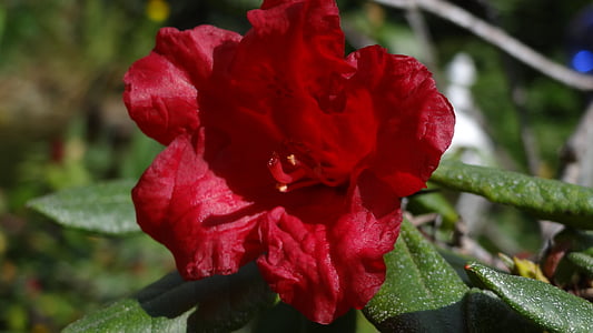 rododendro, Azaleia vermelha, broto, flor, flor, Primavera, natureza
