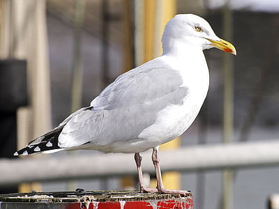 Herring gull, Seagull, burung, burung air, alam, hewan