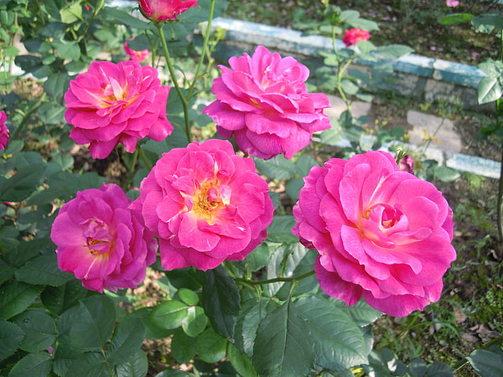 rosa, viola, Taipei