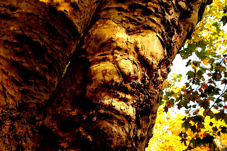 nature, tree, tribe, log, old tree, tree face, fantasy