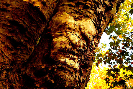 natuur, boom, stam, logboek, oude boom, boom gezicht, fantasie