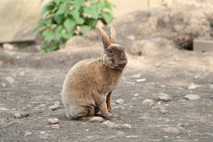 Кролик, внутренние, домашнее животное, Рекс, млекопитающее, Банни, коричневый