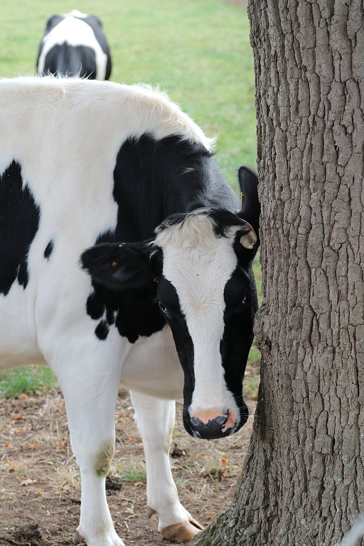 karvė, pieno, ūkio, gyvūnų, pieno produktai, galvijų, žemės ūkis
