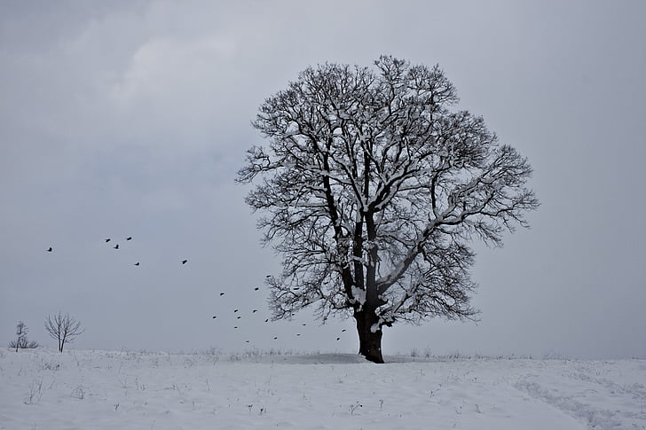 snö, vinter, träd, naturen, landskap, snö landskap, Turkiet