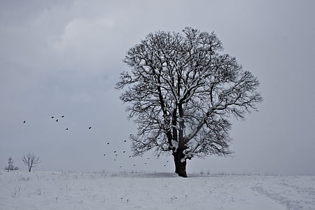 sneg, pozimi, drevo, narave, krajine, sneg krajine, Turčija